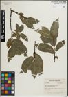 Foto von Salix glaucophylloides Fernald